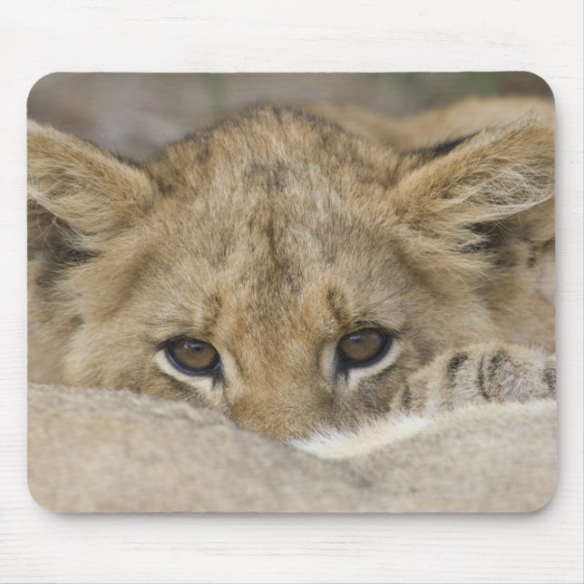 Tapis De Souris Le visage de CUB de lion (Devant)