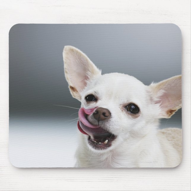 Tapis De Souris Lécher les lèvres blanches du Chihuahua (Devant)