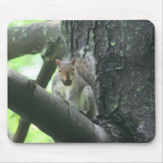 Tapis De Souris L'écureuil dans l'art animal arboré