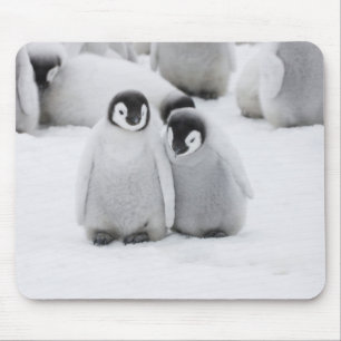 Tapis De Souris L'empereur Penguin Chicks sur la glace en Antarcti