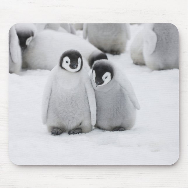 Tapis De Souris L'empereur Penguin Chicks sur la glace en Antarcti (Devant)