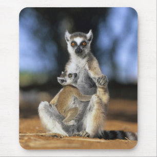 Tapis De Souris Lémur à queue annelée, (Lemur catta), Mère et