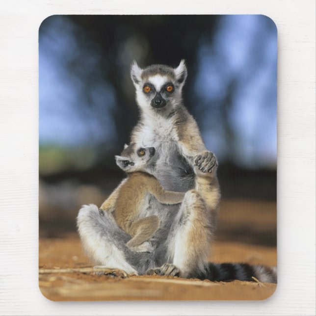 Tapis De Souris Lémur à queue annelée, (Lemur catta), Mère et (Devant)