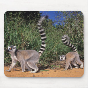 Tapis De Souris Lémuriens à queue annelée (Lemur Catta), Berenty