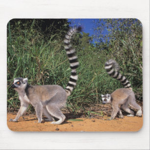 Tapis De Souris Lémuriens (Lemur Catta), Berenty