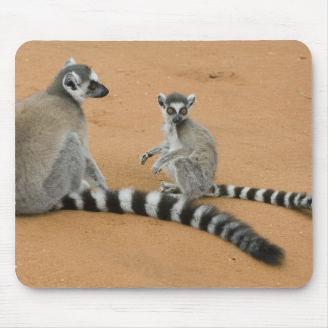 Tapis De Souris Lémurs à queue annelée, (Lemur catta), Berenty (Devant)