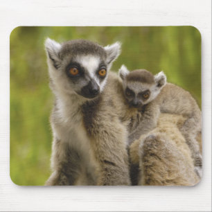 Tapis De Souris Lémurs à queue annelée (Lemur catta) Mère et bébé.