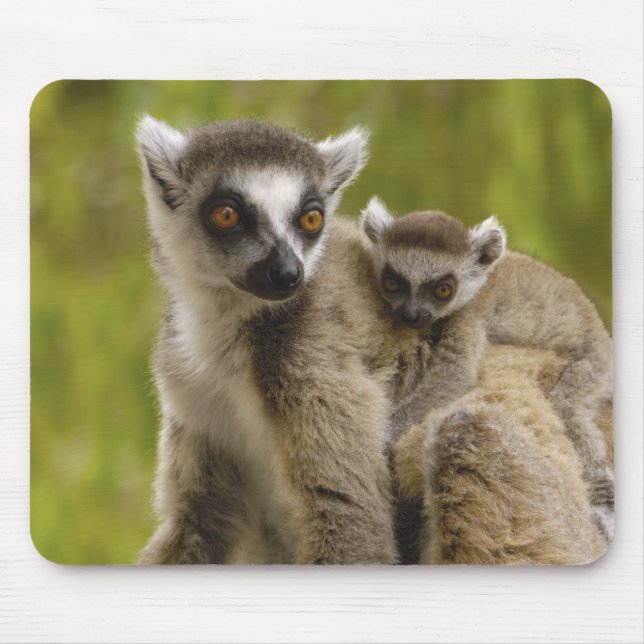Tapis De Souris Lémurs à queue annelée (Lemur catta) Mère et bébé. (Devant)