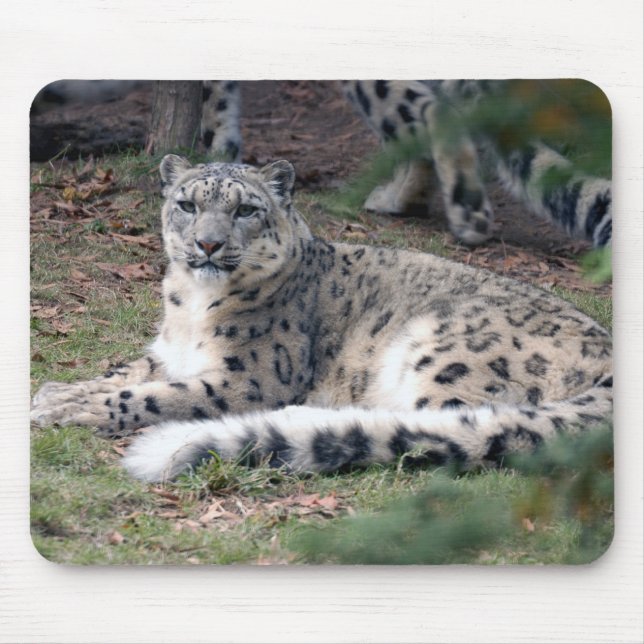 Tapis De Souris léopard de neige 26 (Devant)
