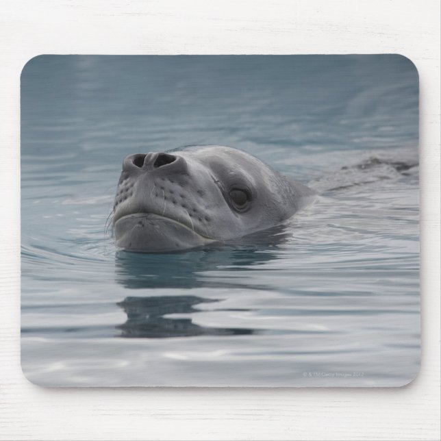Tapis De Souris léopard de phoque qui nage (Devant)