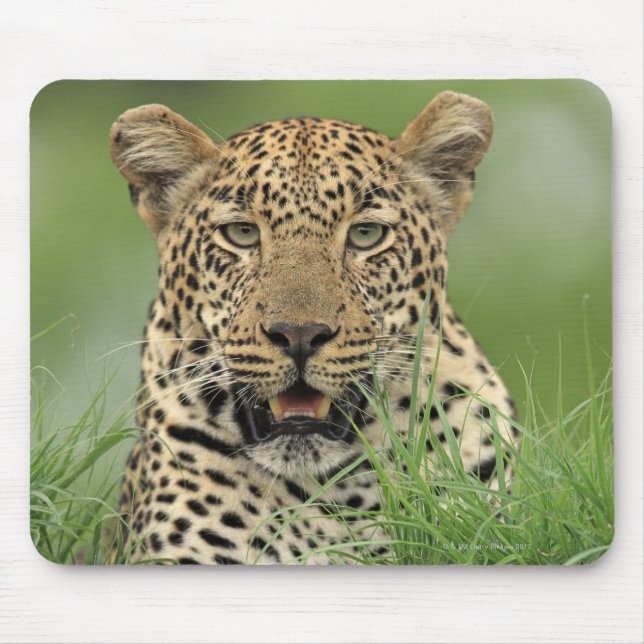 Tapis De Souris Leopard, Panthera pardus, Sabi Sabi Game (Devant)