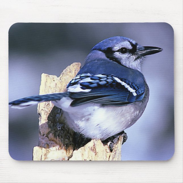 Tapis De Souris Les amateurs d'oiseaux de Jay Bleu (Devant)