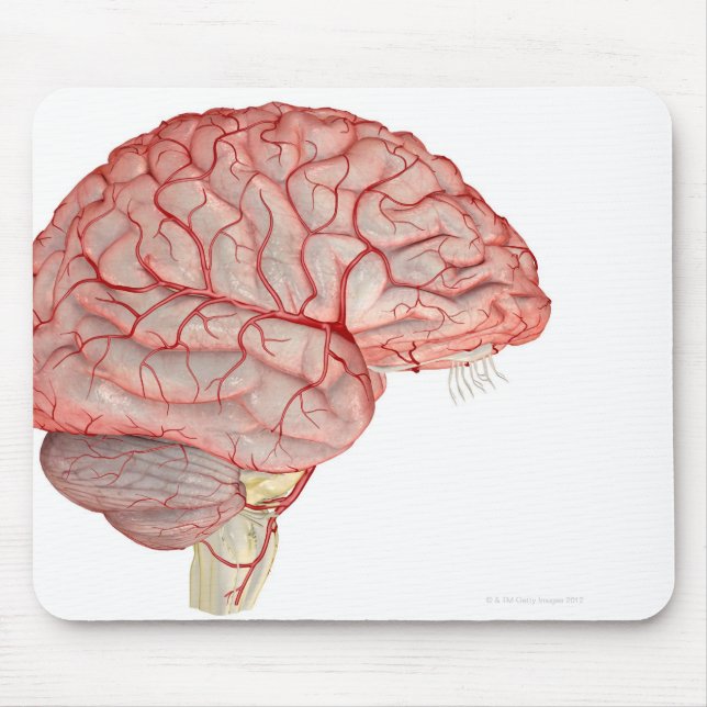 Tapis De Souris Les artères du cerveau (Devant)