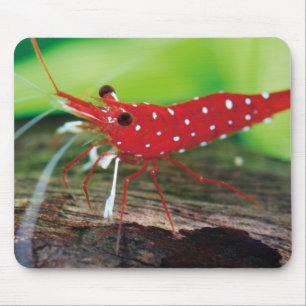 Tapis De Souris Les crevettes d'abeilles rouges