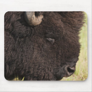 Tapis De Souris Les Etats-Unis, le Dakota du Sud, bison américain