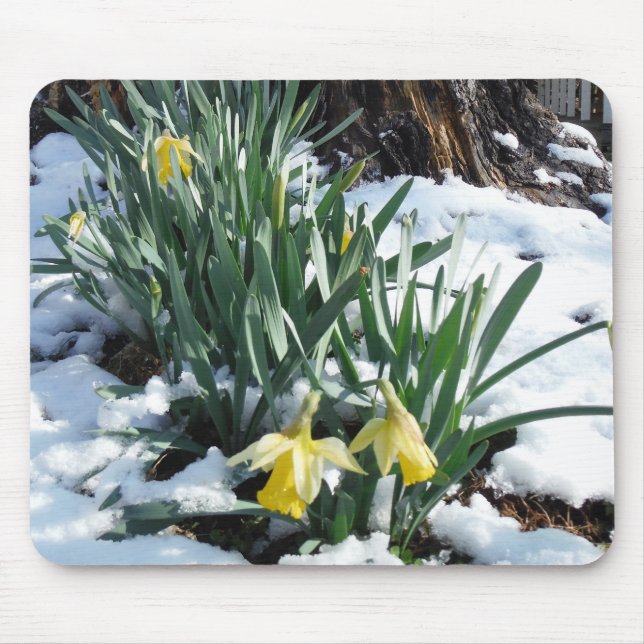 Tapis De Souris Les jonquilles jaunes dans la neige (Devant)