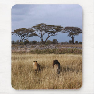 Tapis De Souris Les lions d'Afrique