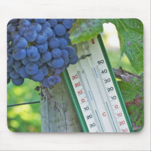 Tapis De Souris Les raisins de merlot au Château la Grave Figeac,
