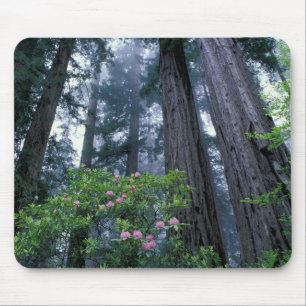 Tapis De Souris Les séquoias côtiers et les rhododendrons