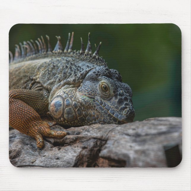 Tapis De Souris lézard, iguane, nature (Devant)