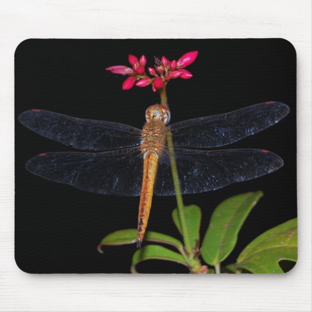 Tapis De Souris Libellule (Devant)