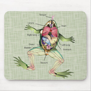 Tapis De Souris L'illustration de l'anatomie de la grenouille
