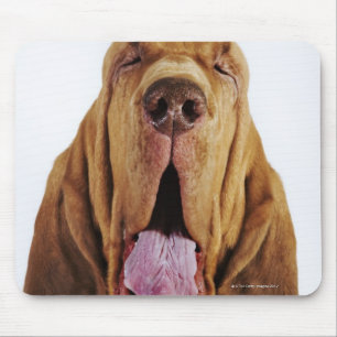 Tapis De Souris Limier (chien de St Hubert) avec les yeux fermés,