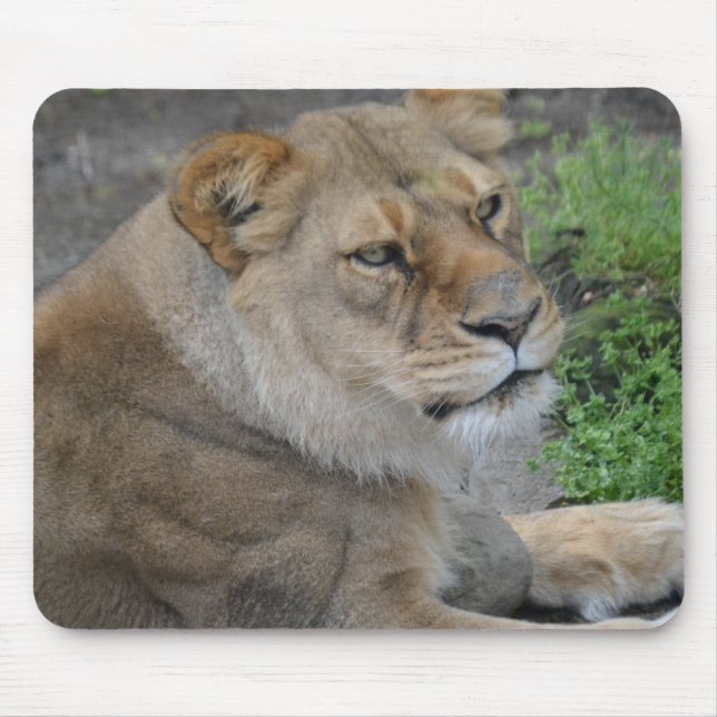 Tapis De Souris Lion (Devant)