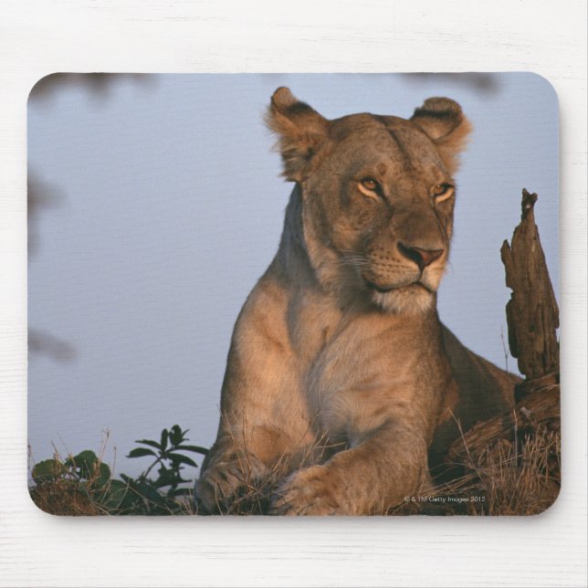 Tapis De Souris Lion 4 (Devant)
