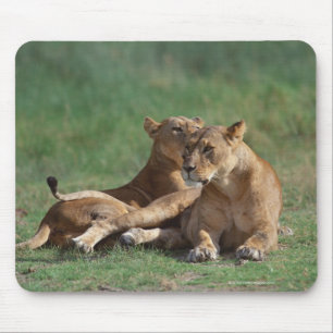 Tapis De Souris Lion 5