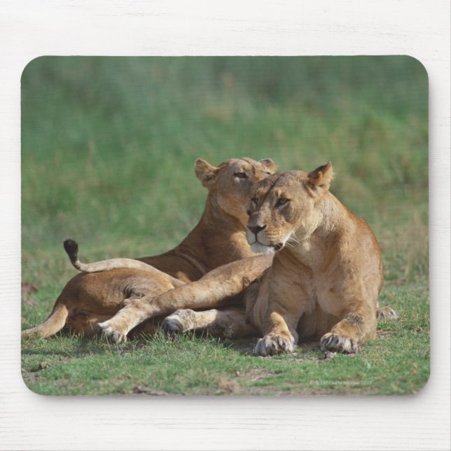 Tapis De Souris Lion 5 (Devant)