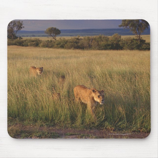 Tapis De Souris Lion 6 (Devant)