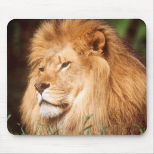 Tapis De Souris Lion adulte mâle