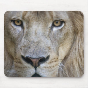Tapis De Souris Lion adulte mâle au zoo de Sacramento, CA