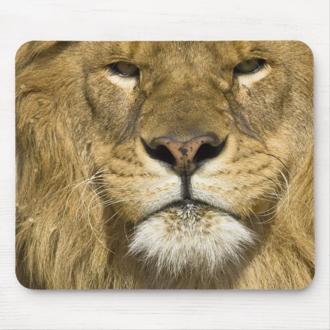 Tapis De Souris Lion barbare africain, Panthera leo leo, l'un des (Devant)