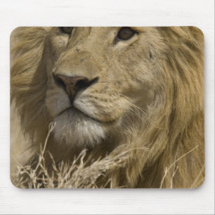 Tapis De Souris Lion d'Afrique, Panthera leo, Portrait d'un