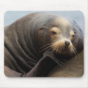Tapis De Souris Lion de mer de Californie au repos