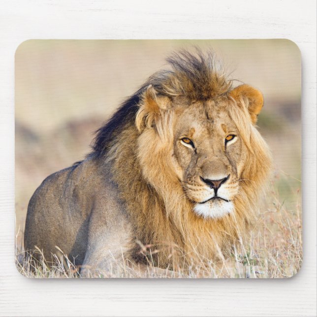 Tapis De Souris Lion en Afrique faune Big Cat (Devant)