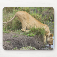 Lion femelle (Panthera leo), Masai Mara National