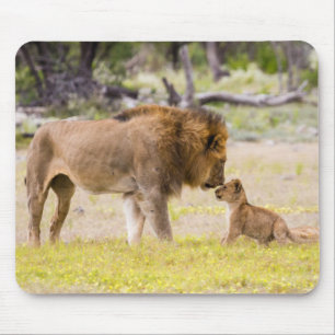 Tapis De Souris Lion mâle alpha inspecte un ourson