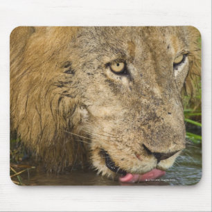 Tapis De Souris Lion masculin buvant, un plus grand ressortissant