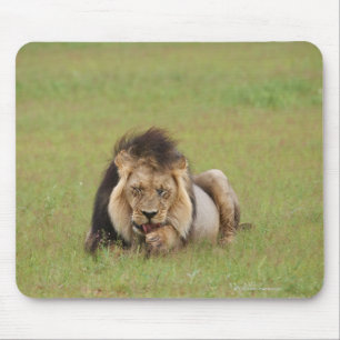 Tapis De Souris lion masculin, Panthera Lion, se nettoyant,