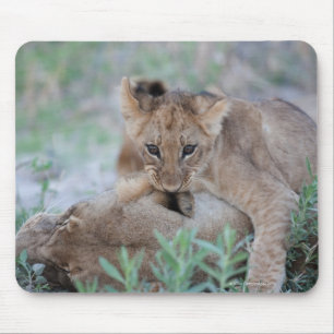 Tapis De Souris Lion (Panthera leo) bébé mordant l'oreille des mèr