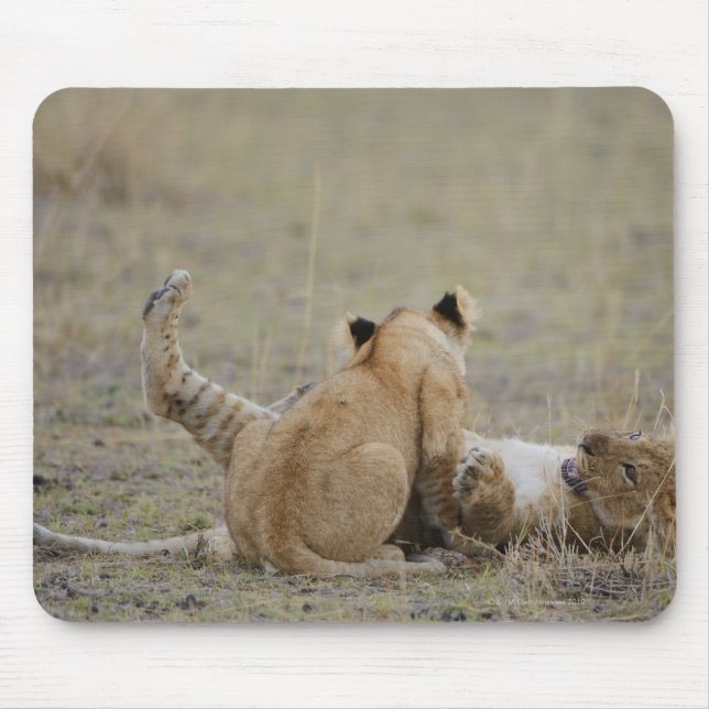 Tapis De Souris Lion (Panthera leo) petits jouant dans l'herbe, Ma (Devant)