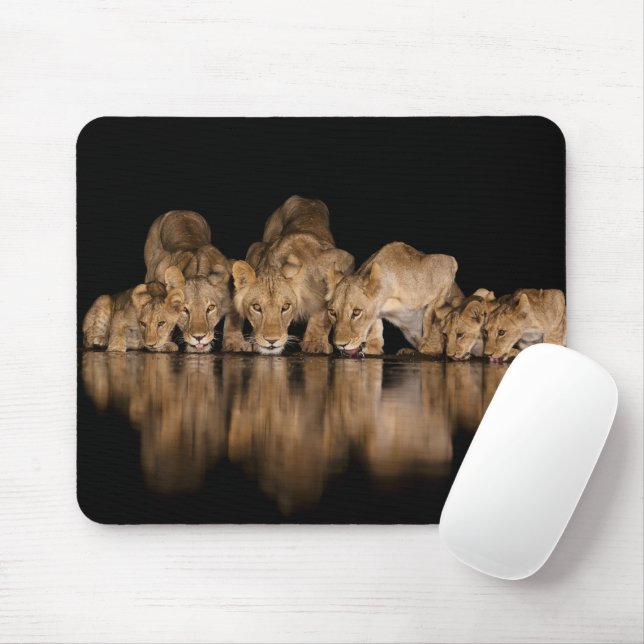 Tapis De Souris Lion Pride Drinks at the Water Hole at Night (Avec souris)