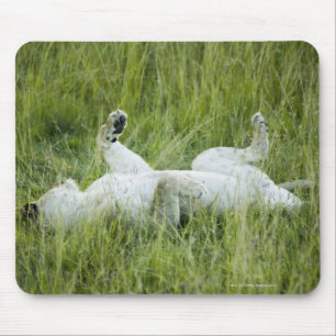 Tapis De Souris Lion roulant dans l'herbe haute, Afrique