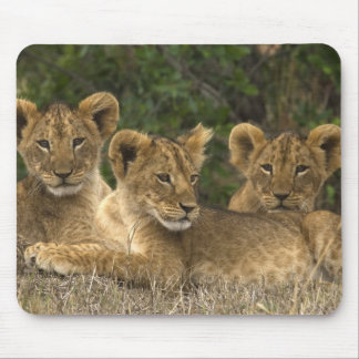 Tapis De Souris Lion siblings