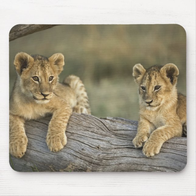 Tapis De Souris Lionceaux sur rondin (Devant)
