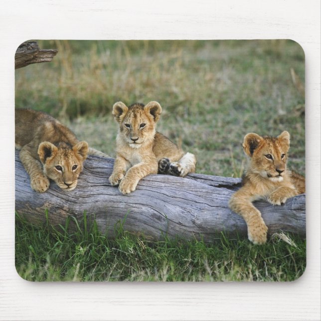 Tapis De Souris Lionceaux sur rondin (Devant)