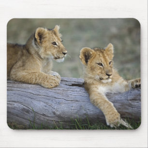 Tapis De Souris Lionceaux sur une bûche